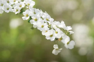 ユキヤナギ