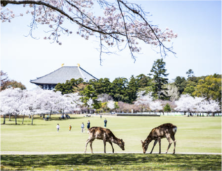 奈良公園（近鉄奈良駅周辺）