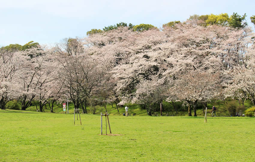 桜広場
