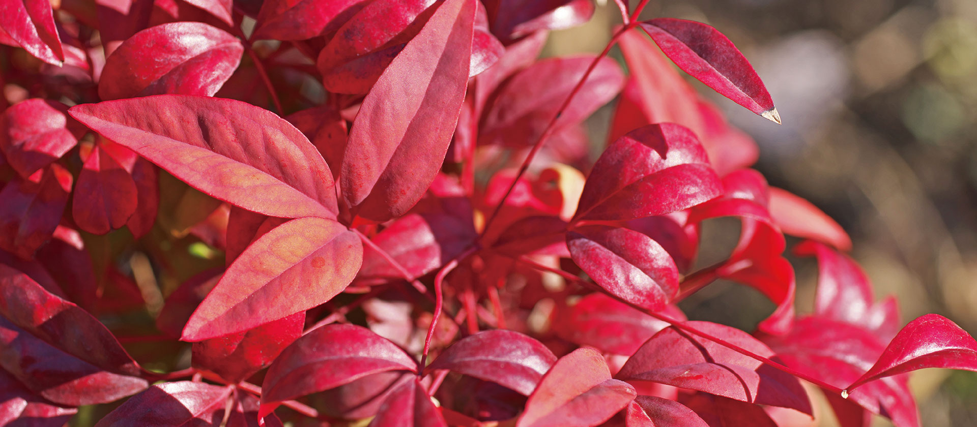 オタフクナンテン