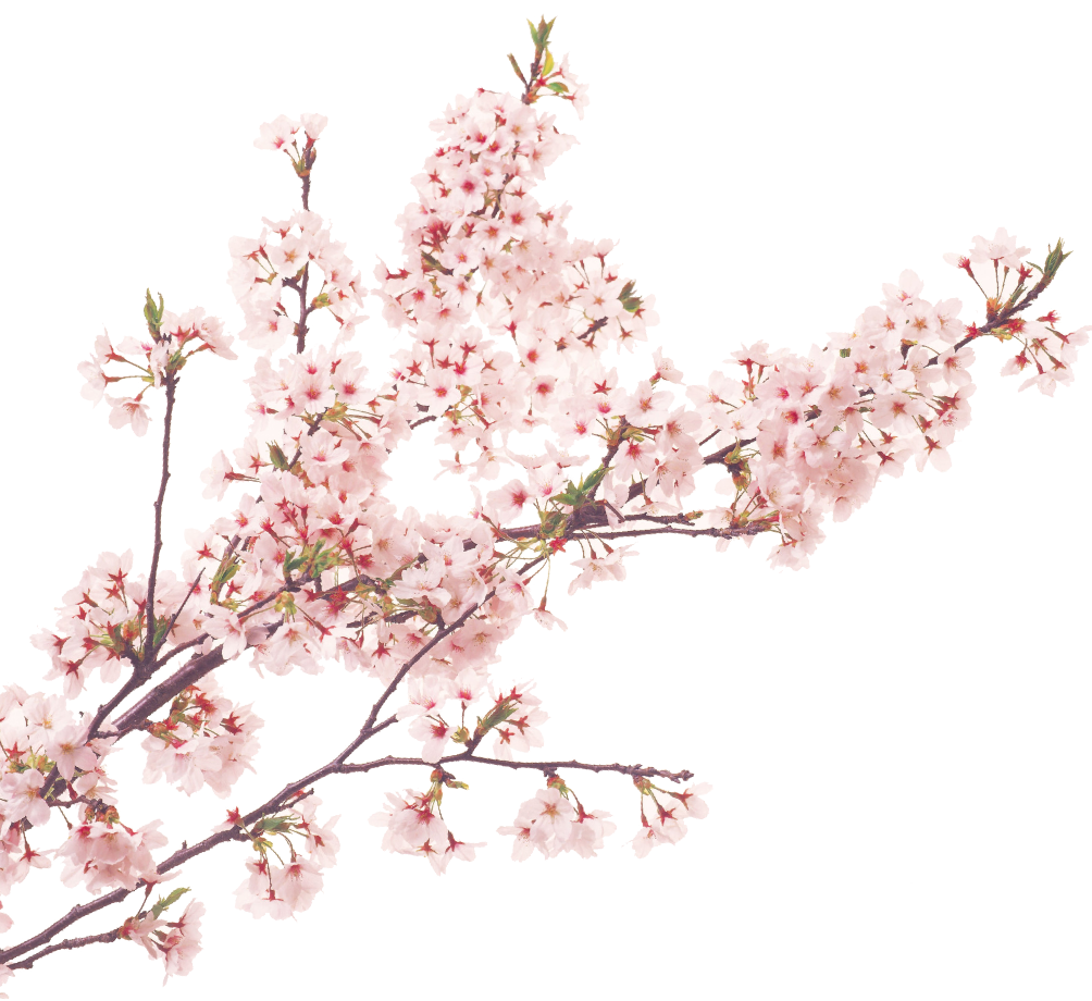 桜