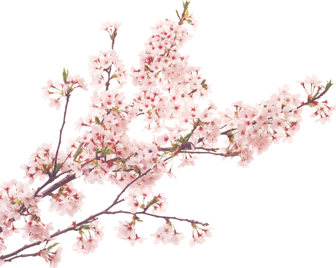 桜
