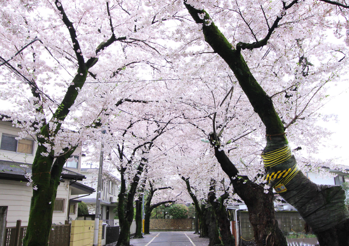 現地周辺の街並み（徒歩6分/約420ｍ）・image photo