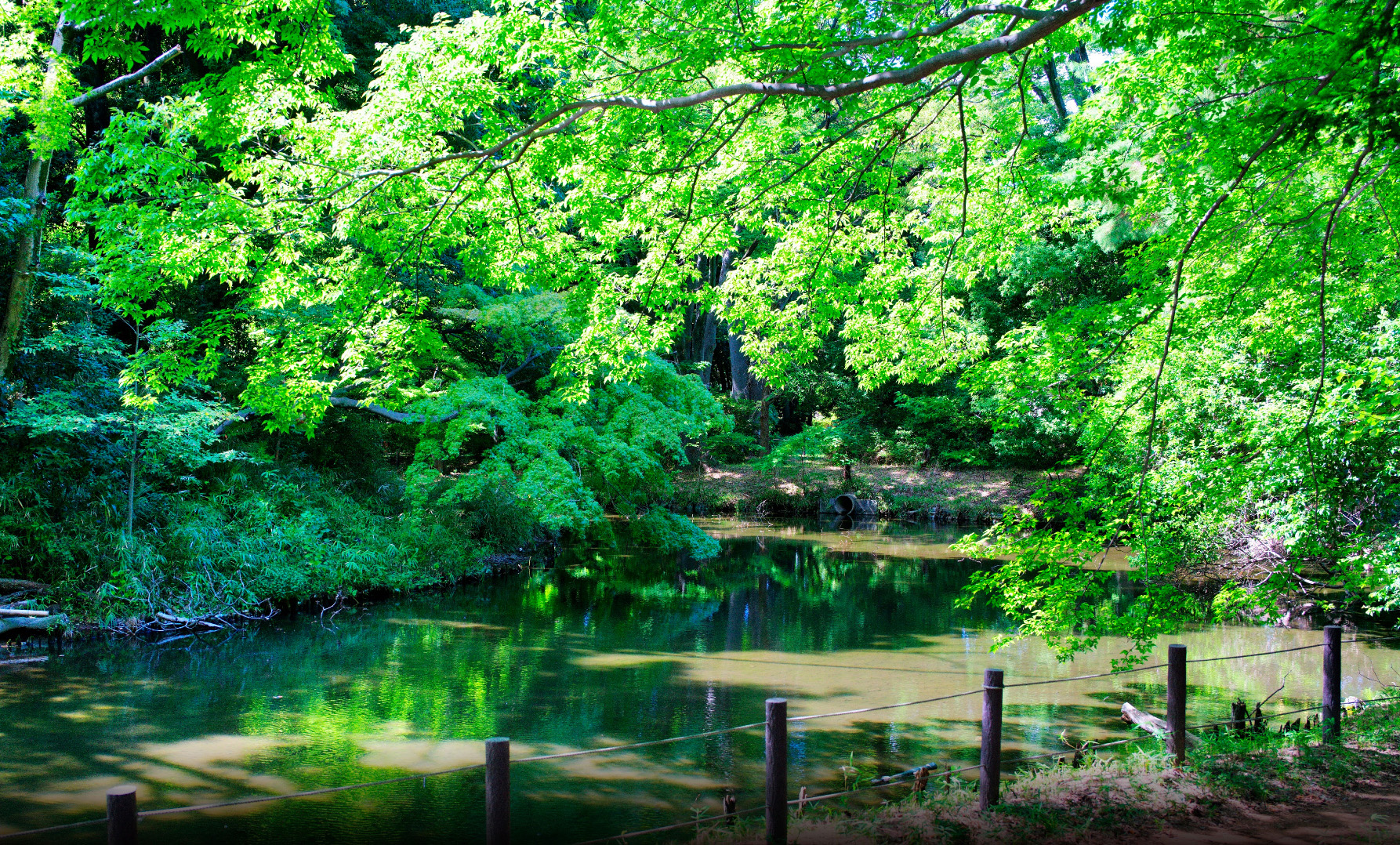 将軍池広場（徒歩4分/約310m）