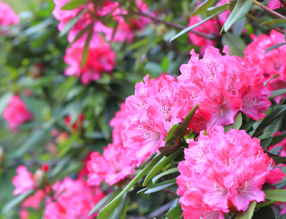 セイヨウシャクナゲ