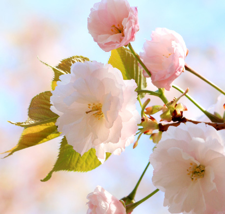 桜